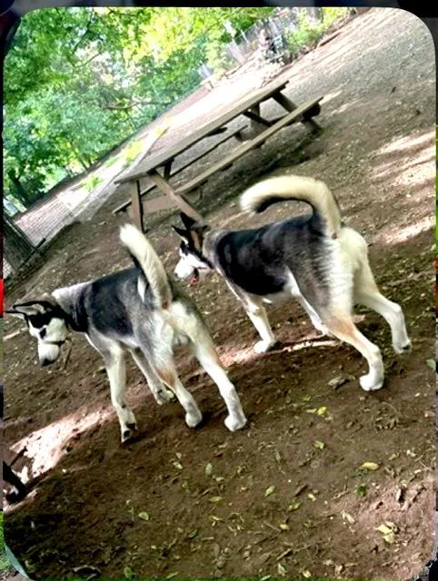 Luca & Shadow thumbnail 2