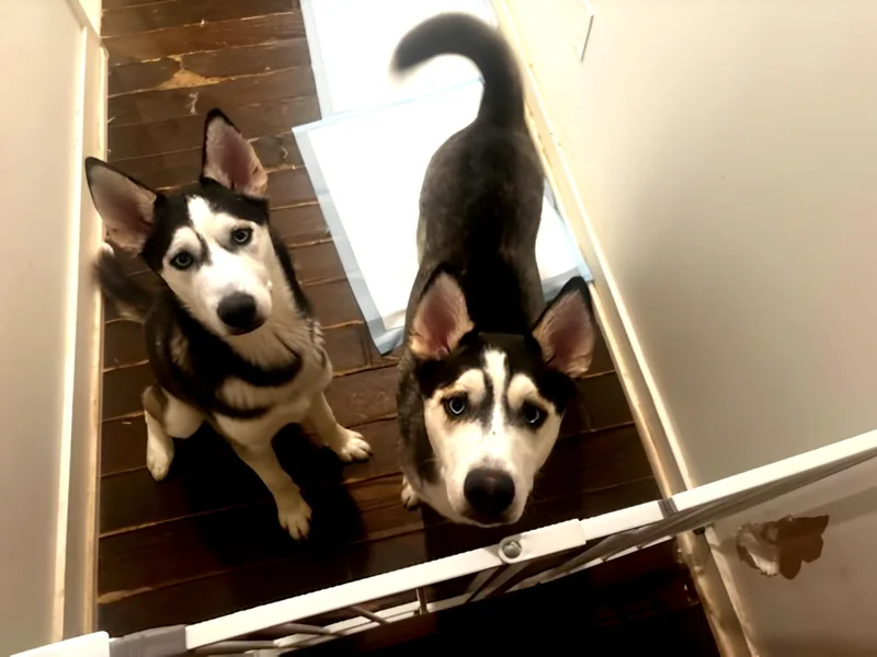Luca & Shadow thumbnail 3