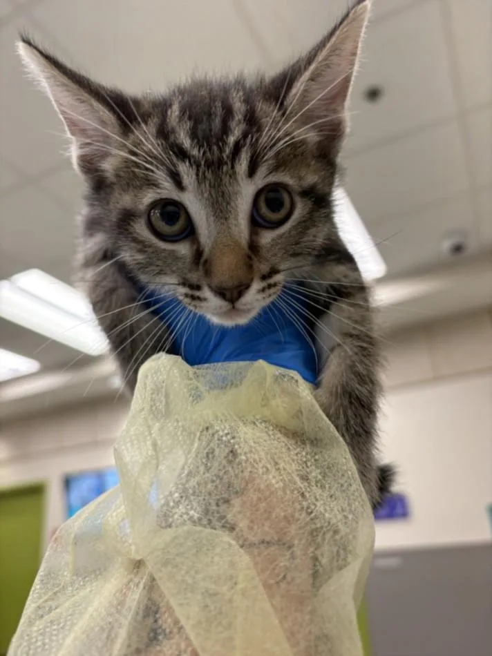 A baby small-sized male Domestic Short Hair cat named Blueberry for adoption in Las Vegas, NV
