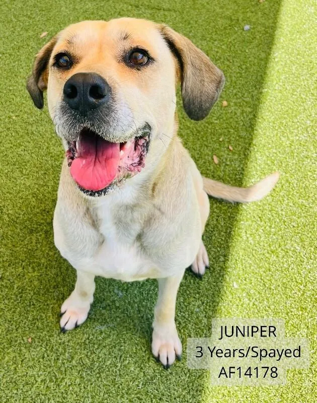 An adult large-sized female Yellow / Tan / Blond / Fawn Labrador Retriever dog named Juniper for adoption in Supply, NC