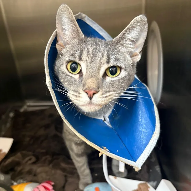 An adult medium-sized female Gray / Blue / Silver Domestic Short Hair cat named Glory for adoption in Oak Park, IL