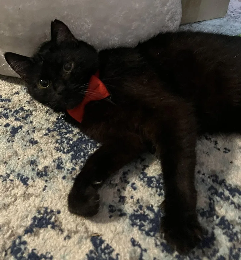 Valentino thumbnail 2