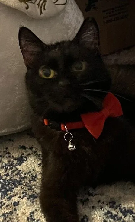 Valentino thumbnail 3