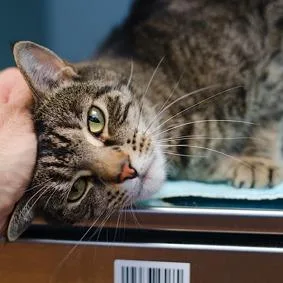 A senior large-sized male Brown / Chocolate Domestic Short Hair cat named Bobo for adoption in New York, NY