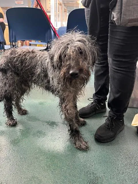 A young medium-sized male Mixed Breed dog named Fritz for adoption in Dallas, TX