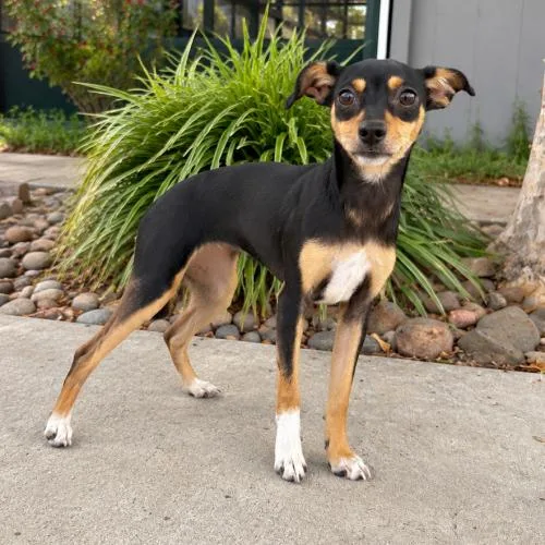 A baby small-sized female Chihuahua dog named Suzie for adoption in Lathrop, CA