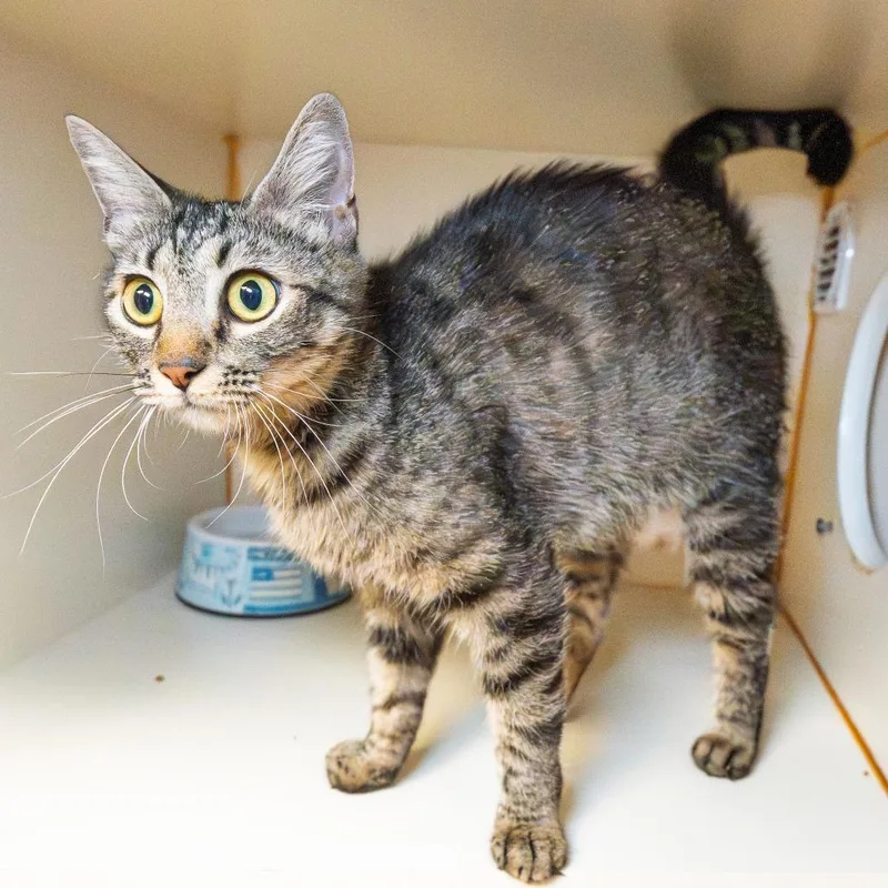 An adult medium-sized female Brown / Chocolate Domestic Short Hair cat named Valerie for adoption in South Elgin, IL