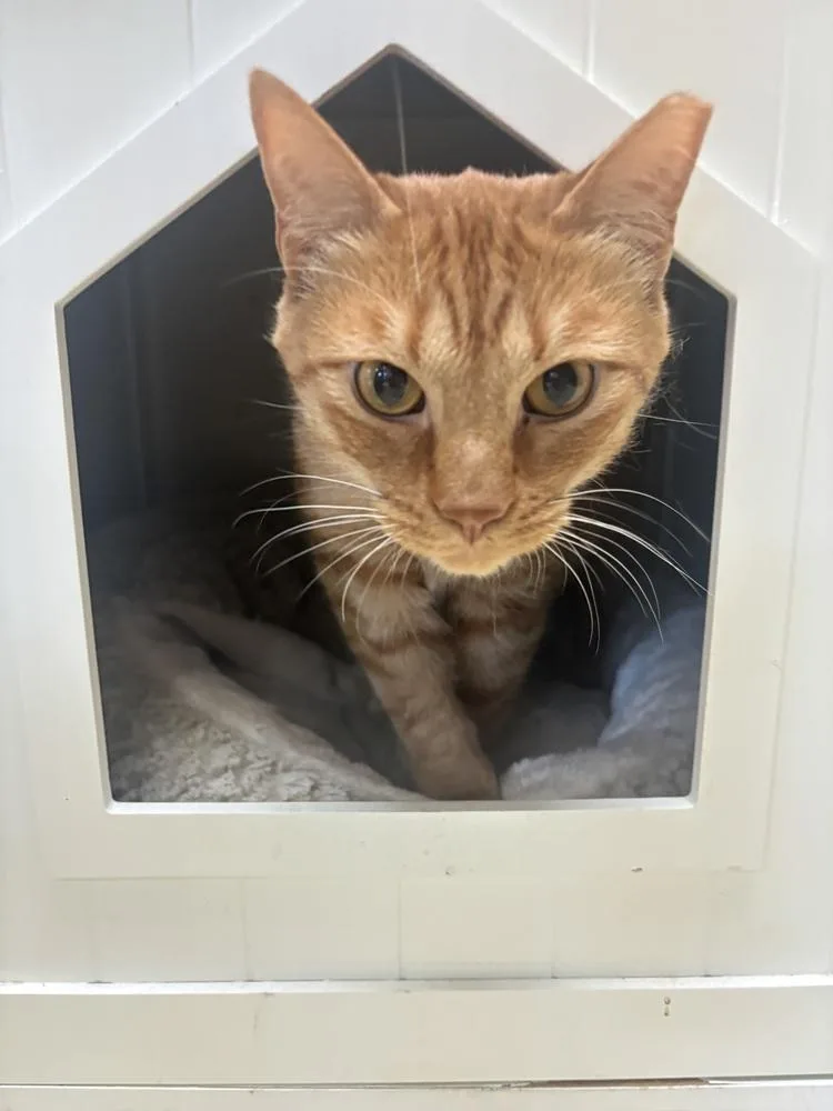 An adult medium-sized male Tabby (Orange / Red) Domestic Short Hair cat named Parsley for adoption in Kalamazoo, MI