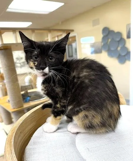 A baby small-sized female Tortoiseshell Domestic Short Hair cat named Sheba for adoption in Medina, OH