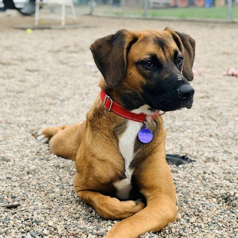 An adult medium-sized female Terrier dog named Cornelia for adoption in Fargo, ND