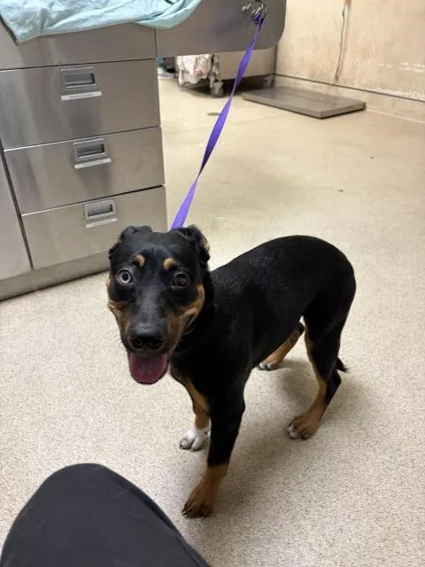 A baby small-sized female Rottweiler dog named Nova for adoption in Riverside, CA
