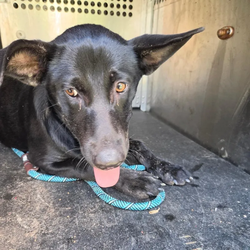 A young medium-sized female Black Labrador Retriever dog named Khloe for adoption in Birmingham, AL
