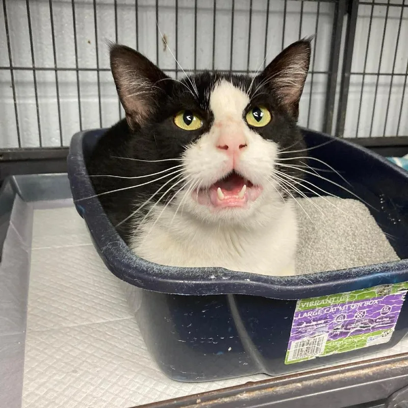 An adult small-sized male Black Domestic Short Hair cat named Rufus for adoption in Duncan, OK