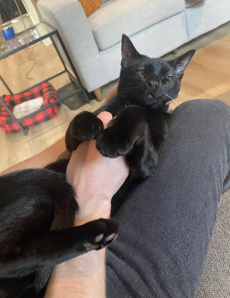 An adult medium-sized female Black Domestic Short Hair cat named Nora for adoption in Milwaukee, WI