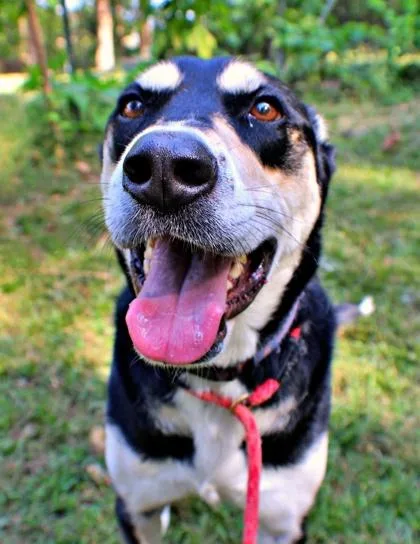 An adult large-sized male German Shepherd Dog dog named Badger for adoption in Morton Grove, IL
