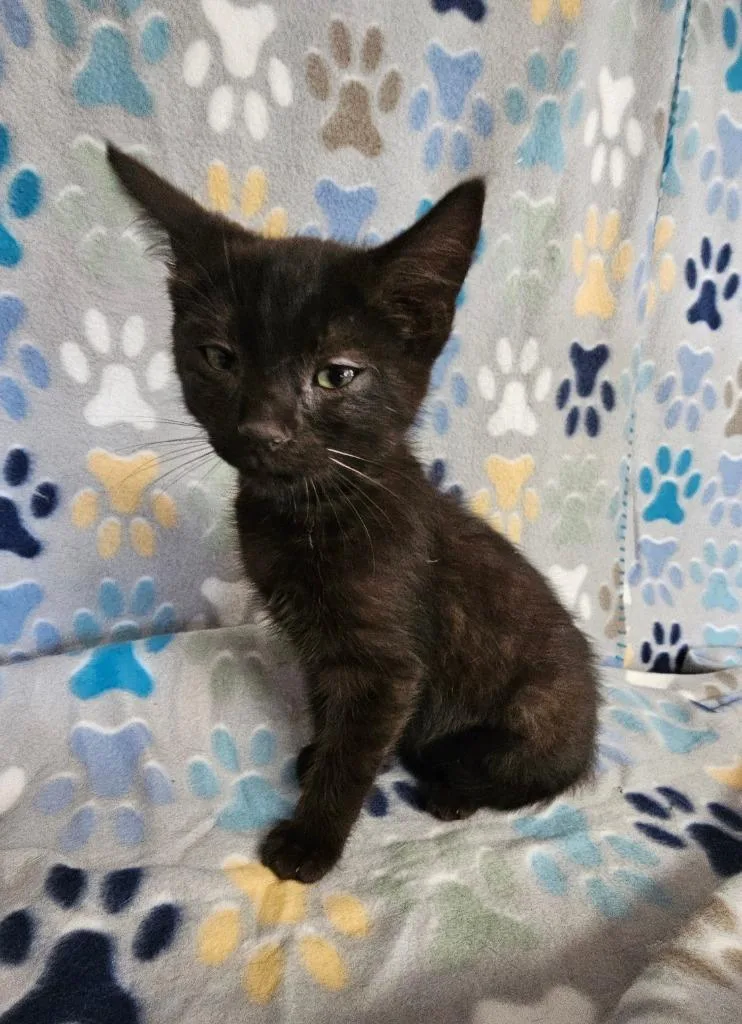 A baby small-sized male Domestic Short Hair cat named Ben for adoption in Wabash, IN