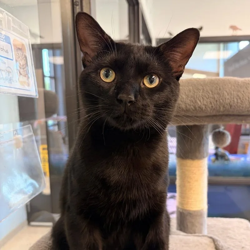 A young large-sized male Black Domestic Short Hair cat named Alto for adoption in Naperville, IL