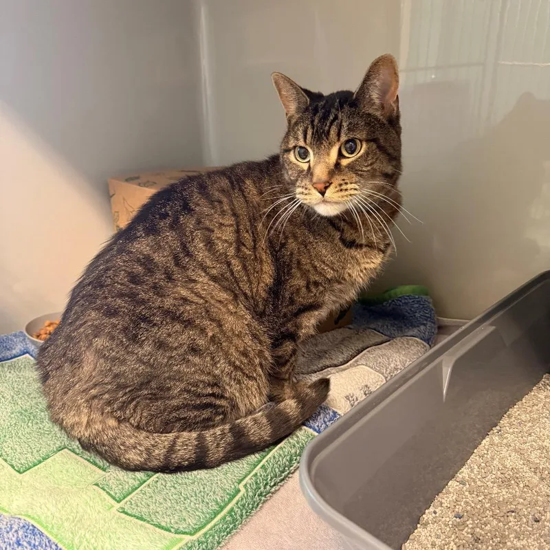 A senior large-sized male Brown / Chocolate Domestic Short Hair cat named Boulder for adoption in Saint Charles, MO