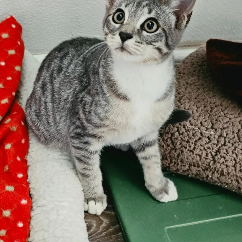 A baby medium-sized male Tabby (Gray / Blue / Silver) Domestic Short Hair cat named Levi for adoption in Waynesville, NC