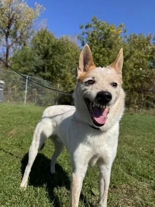 A senior medium-sized male Fox Terrier dog named Mandible for adoption in Mason, MI