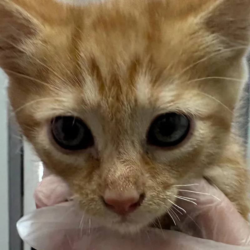 A baby small-sized male Orange / Red Domestic Short Hair cat named Luigi for adoption in Taos, NM