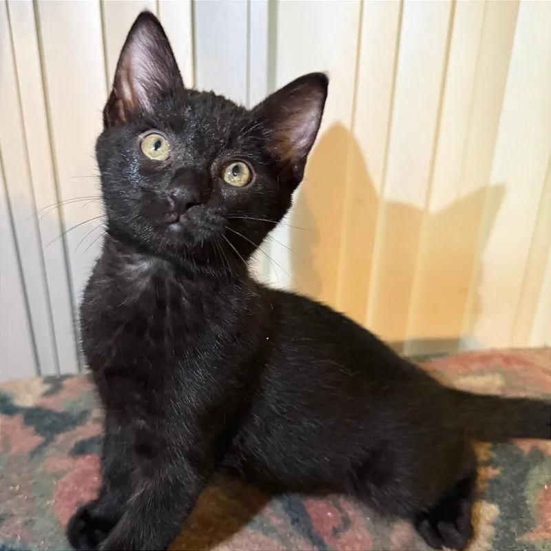 A baby small-sized male Black Domestic Short Hair cat named Dante for adoption in Fort Lauderdale, FL
