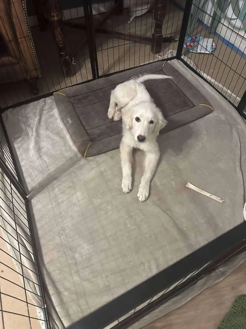 Pretzel thumbnail 2