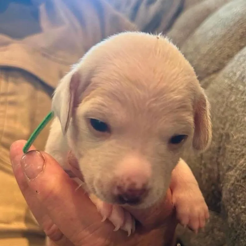 A baby small-sized female Yellow / Tan / Blond / Fawn Chihuahua dog named Sophie for adoption in Nampa, ID