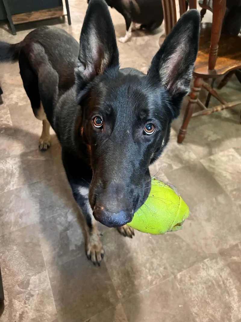 An adult large-sized male German Shepherd Dog dog named Zuko for adoption in Oak Point, TX