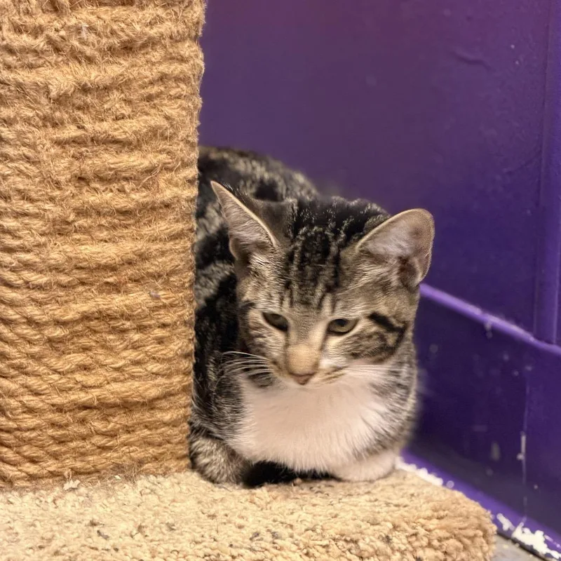 A baby small-sized female Domestic Short Hair cat named Abishola for adoption in Norman, OK