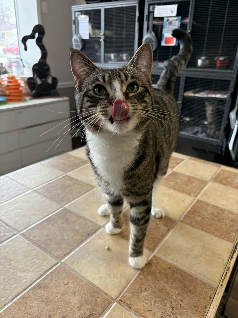 An adult medium-sized male Domestic Short Hair cat named Walt Whiskers for adoption in Gettysburg, PA