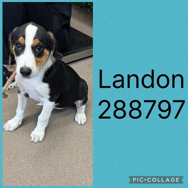 A baby small-sized male Mixed Breed dog named Landon for adoption in Macon, GA