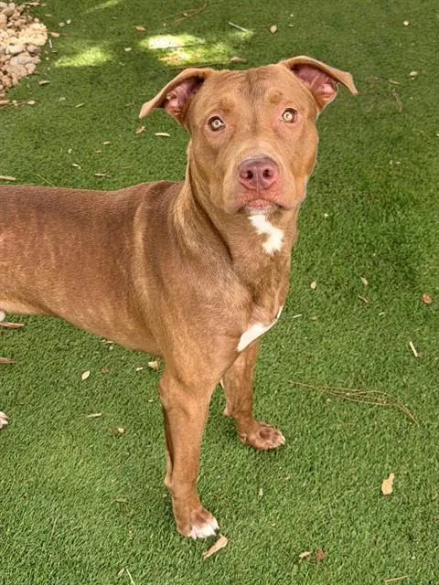 A young large-sized male Pit Bull Terrier dog named Princeton for adoption in Fort Myers, FL