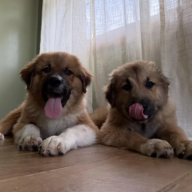 A baby extra large-sized male Red / Chestnut / Orange Caucasian Sheepdog / Caucasian Ovtcharka dog named Kristoff for adoption in Medford, NJ