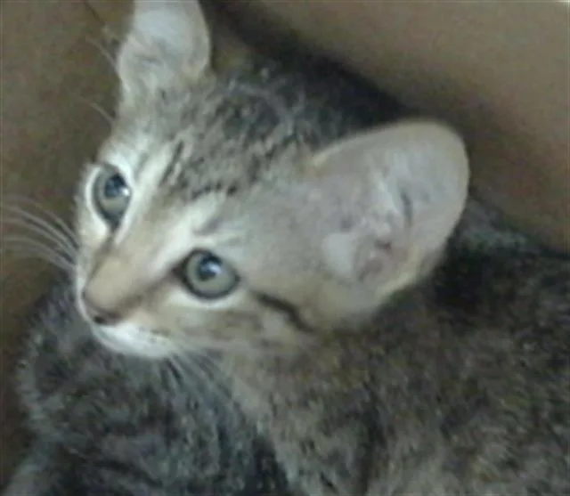A baby medium-sized male Domestic Long Hair cat named Aang for adoption in Dallas, TX