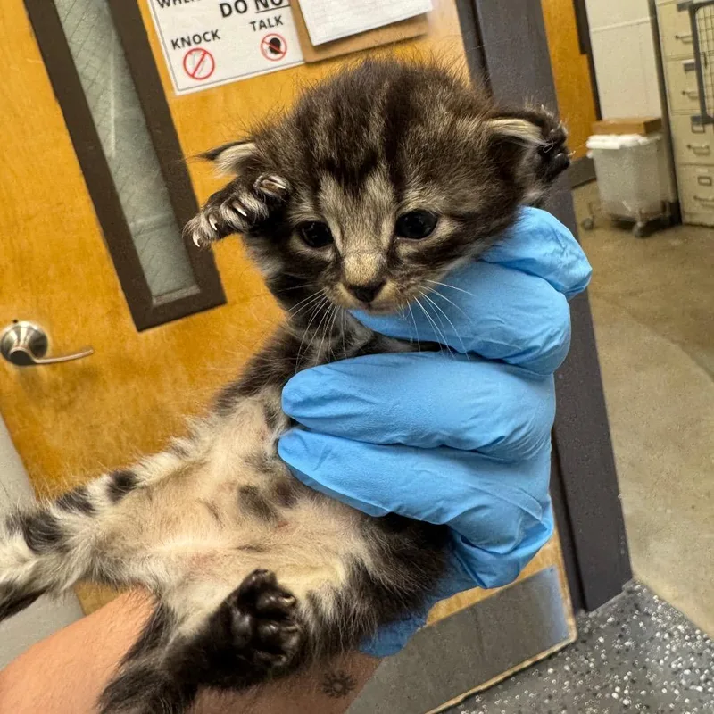 A baby small-sized female Black Domestic Medium Hair cat named Cherry Blossom for adoption in Columbiana, AL
