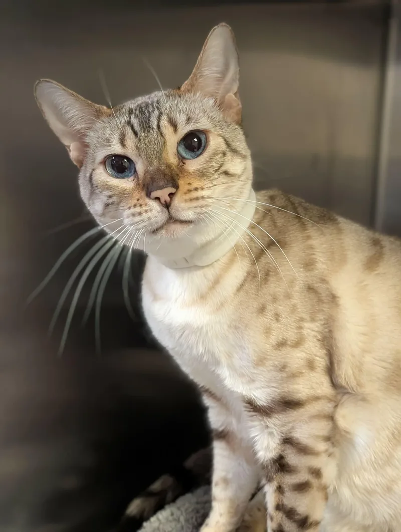 An adult medium-sized female Cream / Ivory Bengal cat named Purrsia for adoption in Chambersburg, PA