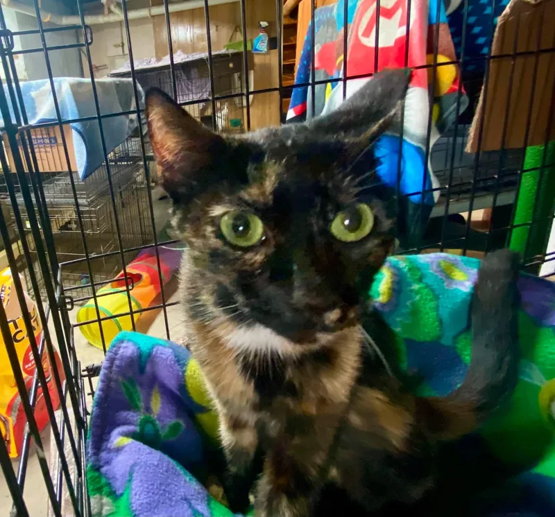 An adult small-sized female Tortoiseshell cat named Dot for adoption in Brownsville, PA