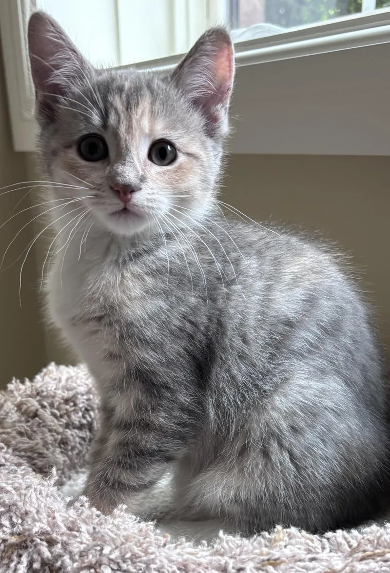A baby medium-sized female Dilute Tortoiseshell Torbie cat named Kiki for adoption in Lake Orion, MI