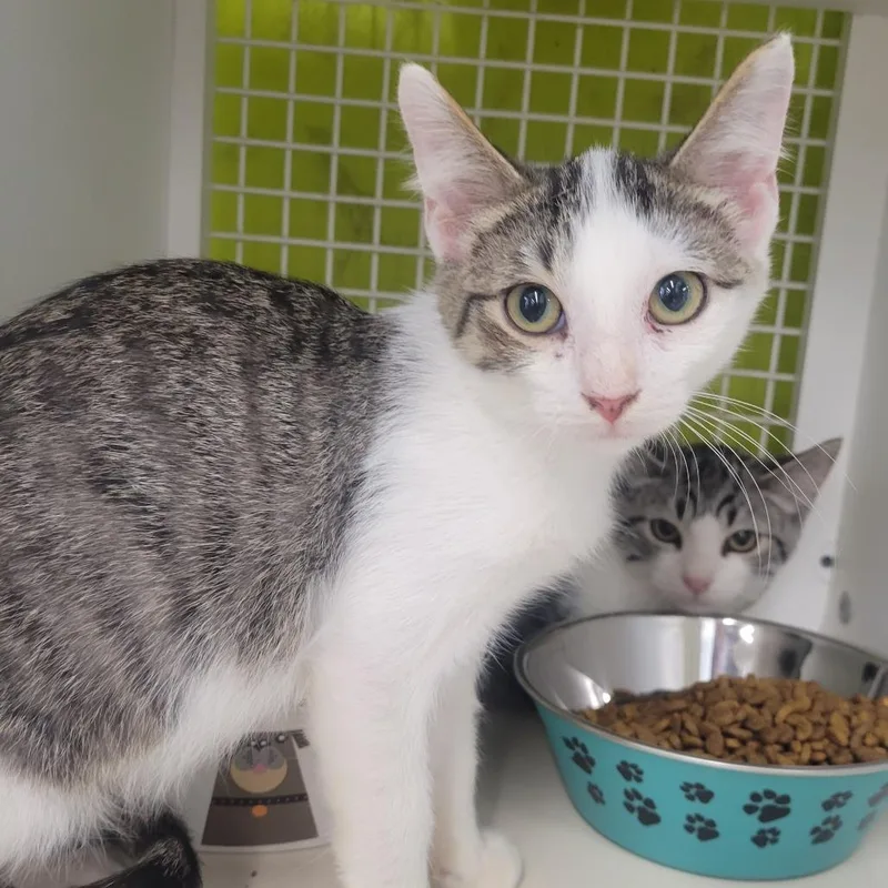 A baby small-sized male Gray / Blue / Silver Domestic Short Hair cat named Kestrel for adoption in Rochester, MN