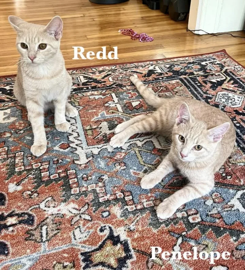 A baby medium-sized female Buff / Tan / Fawn Domestic Short Hair cat named Penelope & Redd for adoption in Buffalo, NY
