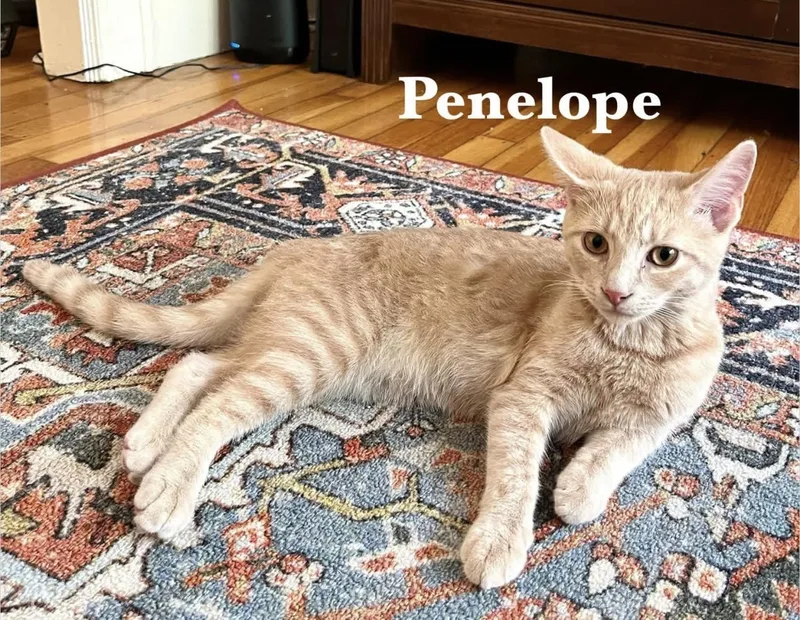 Penelope & Redd thumbnail 2
