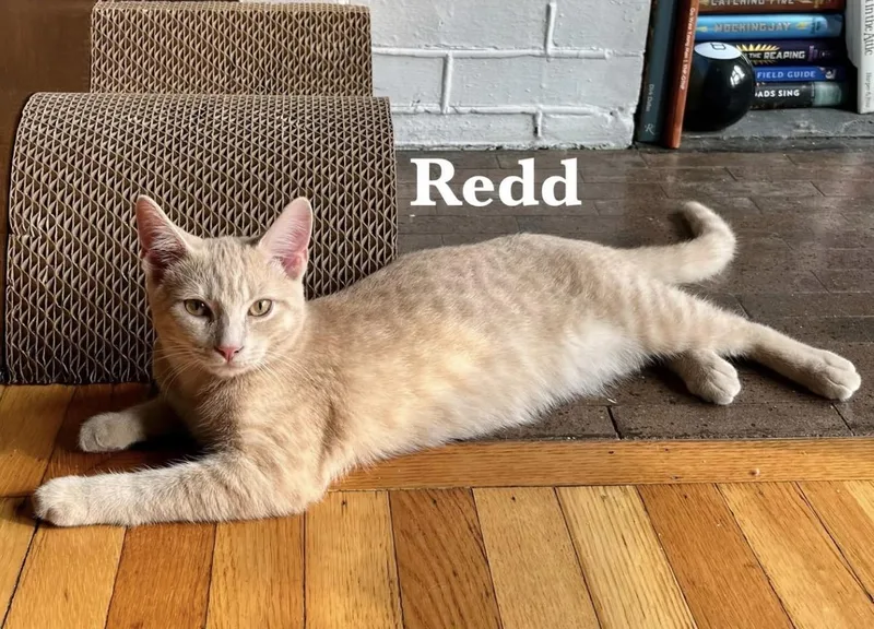 Penelope & Redd thumbnail 3