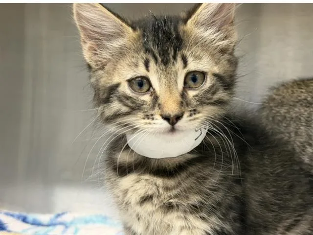 A baby small-sized female Domestic Short Hair cat named Andromeda for adoption in Tustin, CA