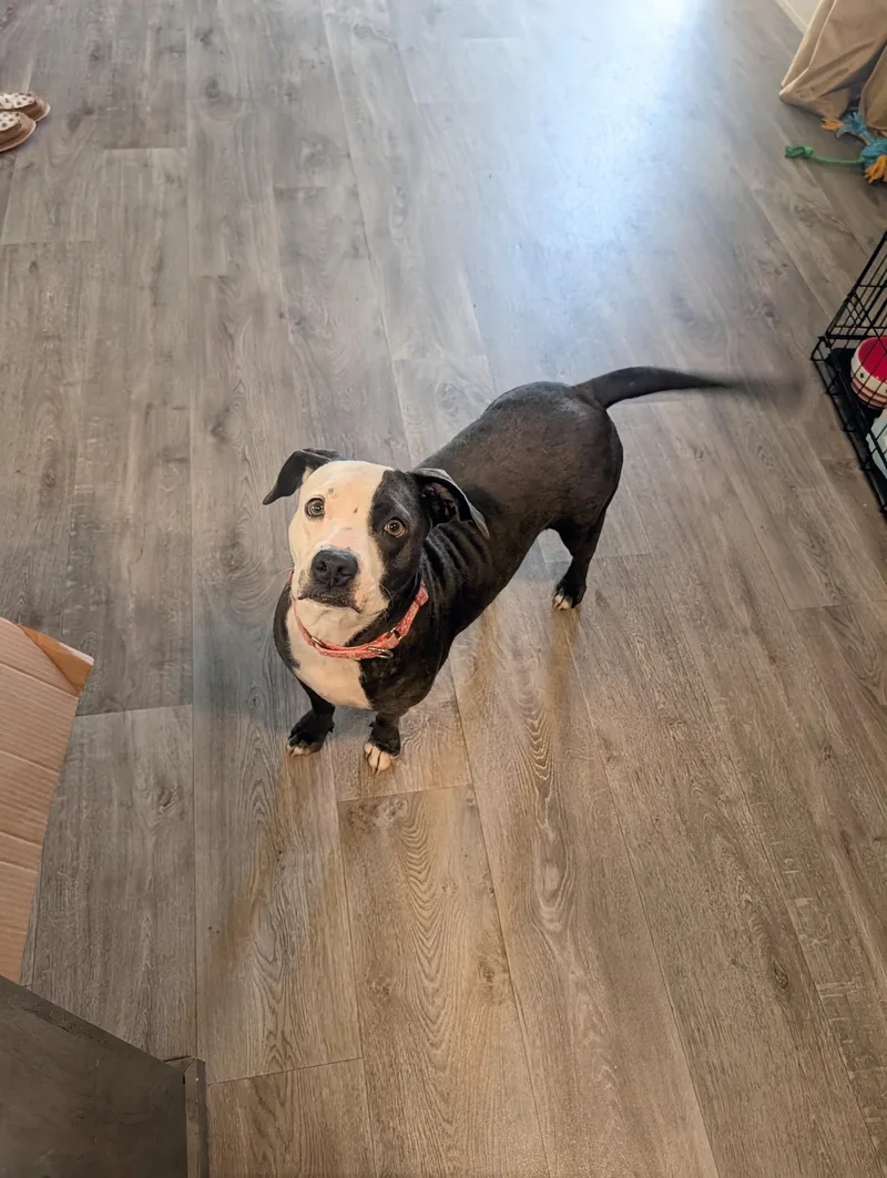 A young medium-sized female Black Mixed Breed dog named Raleigh for adoption in Bastrop, TX