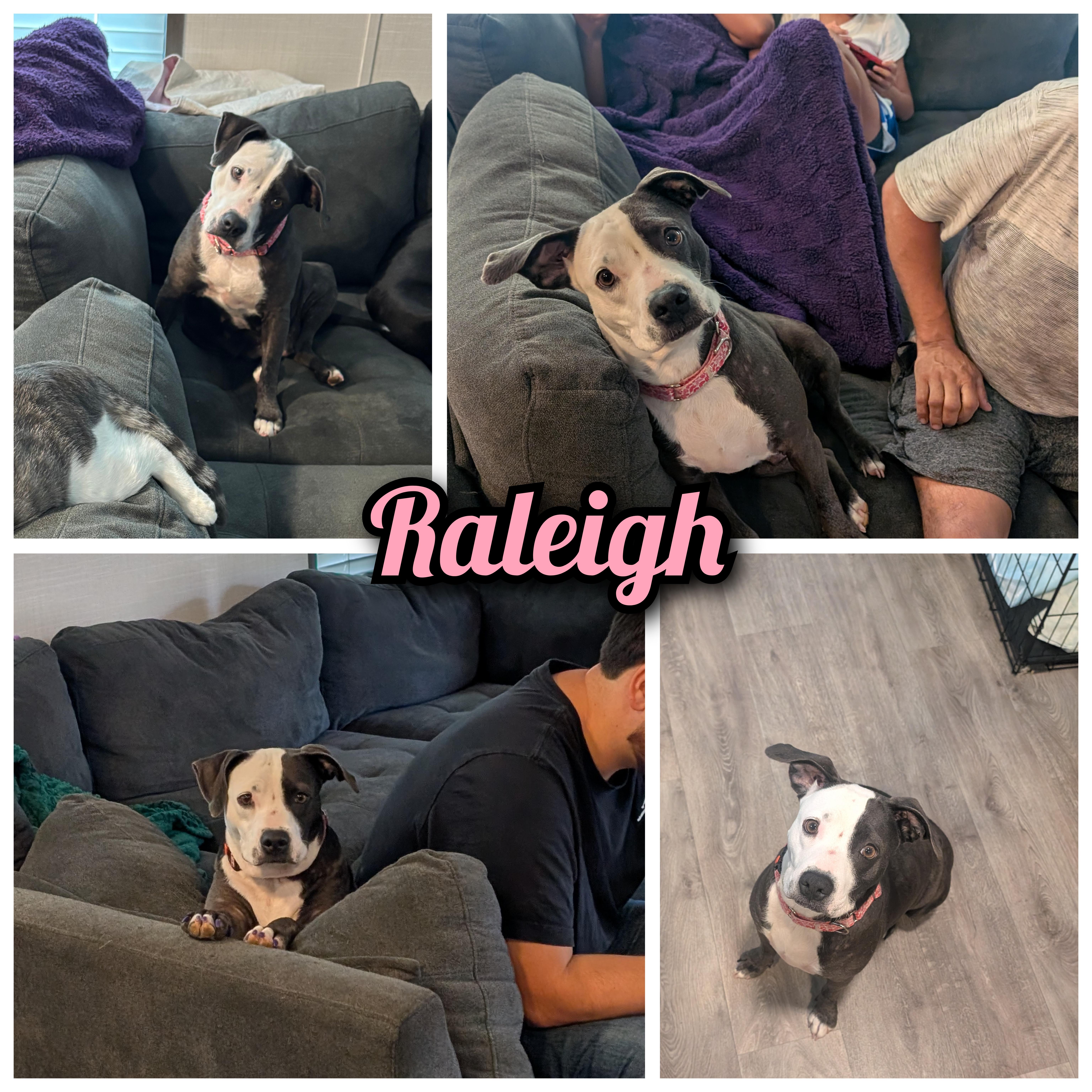 Raleigh thumbnail 4