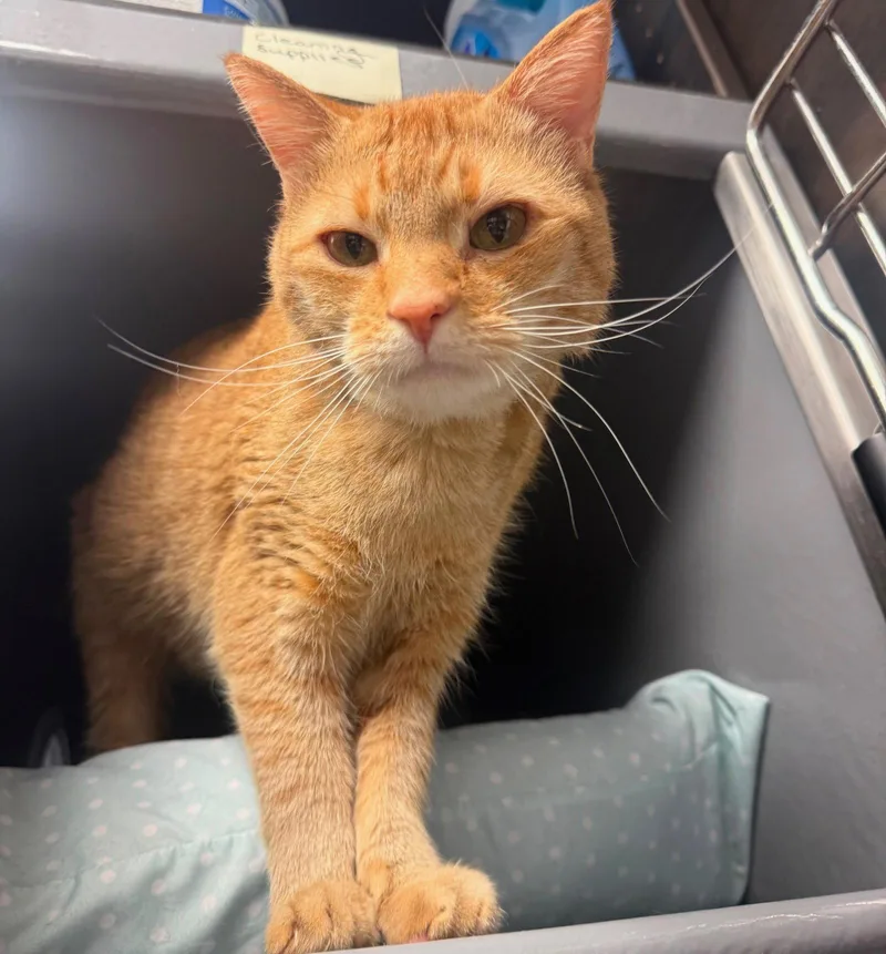 An adult medium-sized male Orange & White Domestic Short Hair cat named Chance KPS for adoption in Rockaway, NJ