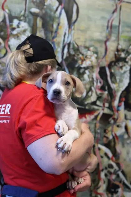 A baby small-sized male Mixed Breed dog named Yarrow for adoption in West Chester, PA