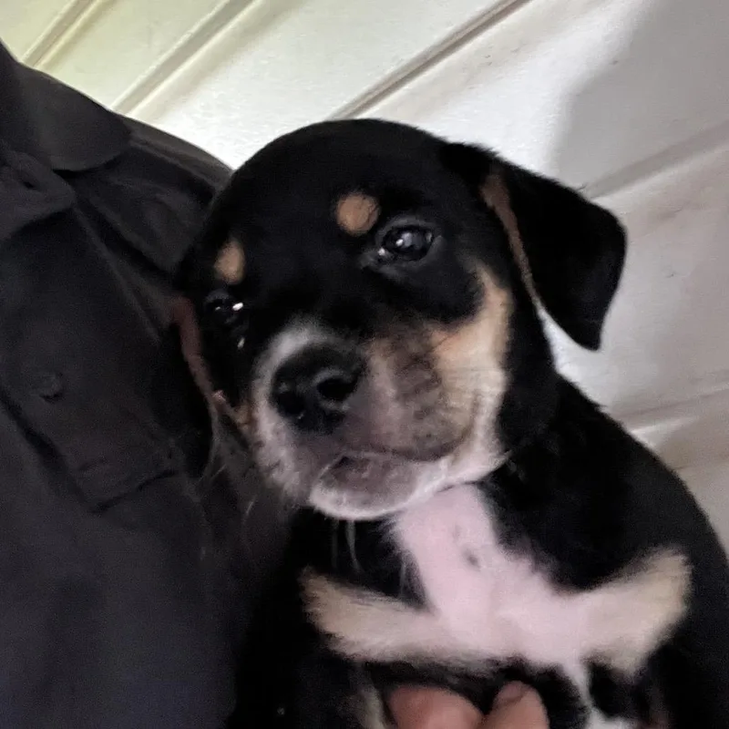 A baby small-sized female Black Mixed Breed dog named Emma for adoption in Monroeville, AL