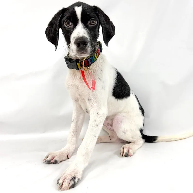 A baby small-sized female German Shorthaired Pointer dog named Ni for adoption in Parker, CO